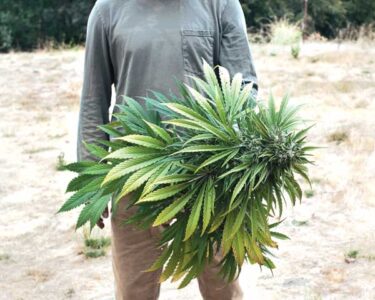 The Federal Government Recognized the Health Benefits of Medical Marijuana 40 Years Ago Image